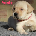 Chiot Labrador Lof