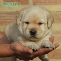 Chiot Labrador Lof