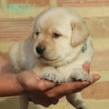 Chiot Labrador Lof