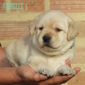 Chiot Labrador Lof