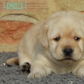Chiot Labrador Lof