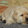 Chiot Labrador Lof
