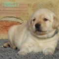 Chiot Labrador Lof