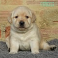 Chiot Labrador Lof