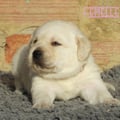 Chiot Labrador Lof