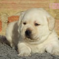 Chiot Labrador Lof