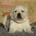 Chiot Labrador Lof