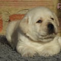Chiot Labrador Lof