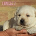 Chiot Labrador Lof