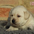 Chiot Labrador Lof