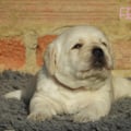 Chiot Labrador Lof