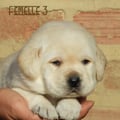 Chiot Labrador Lof
