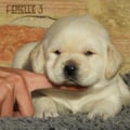 Chiot Labrador Lof