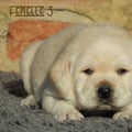 Chiot Labrador Lof