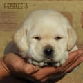 Chiot Labrador Lof