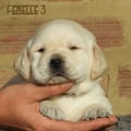 Chiot Labrador Lof