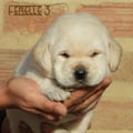 Chiot Labrador Lof
