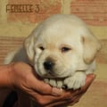 Chiot Labrador Lof