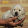 Chiot Labrador Lof