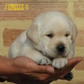 Chiot Labrador Lof