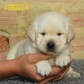 Chiot Labrador Lof
