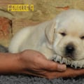 Chiot Labrador Lof