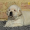 Chiot Labrador Lof