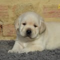 Chiot Labrador Lof