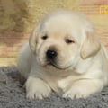 Chiot Labrador Lof