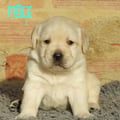 Chiot Labrador Lof