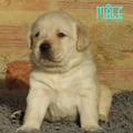 Chiot Labrador Lof