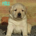 Chiot Labrador Lof