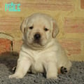 Chiot Labrador Lof