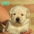 Chiot Labrador Lof