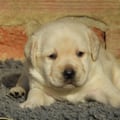 Chiot Labrador Lof