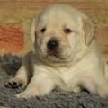 Chiot Labrador Lof