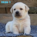 Chiot Labrador Lof