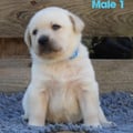 Chiot Labrador Lof