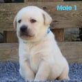 Chiot Labrador Lof
