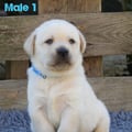 Chiot Labrador Lof