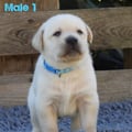 Chiot Labrador Lof