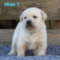 Chiot Labrador Lof