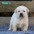 Chiot Labrador Lof