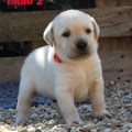 Chiot Labrador Lof