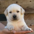 Chiot Labrador Lof
