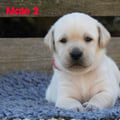 Chiot Labrador Lof