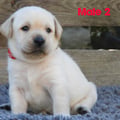 Chiot Labrador Lof