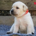 Chiot Labrador Lof