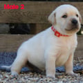 Chiot Labrador Lof