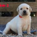 Chiot Labrador Lof